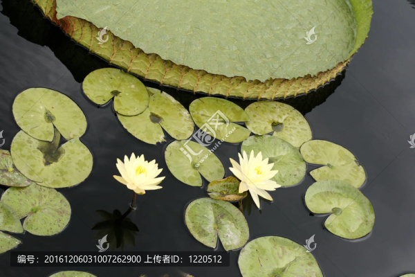 水百合