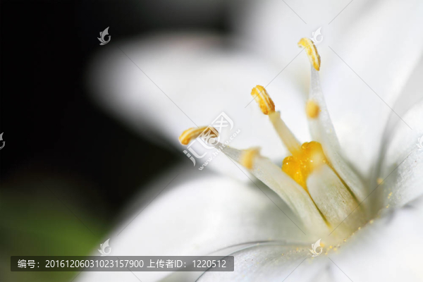 白花大花