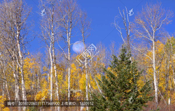 Aspen的樹(shù)