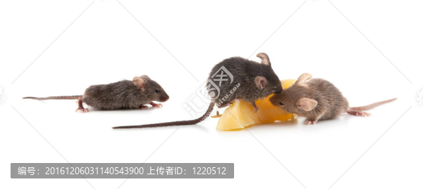 老鼠和奶酪