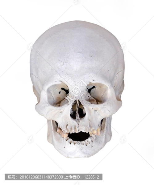 從白色上發(fā)掘的人類(lèi)頭骨