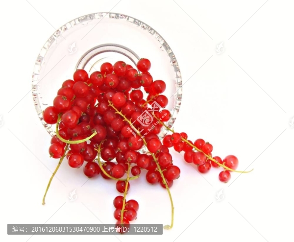 紅醋栗