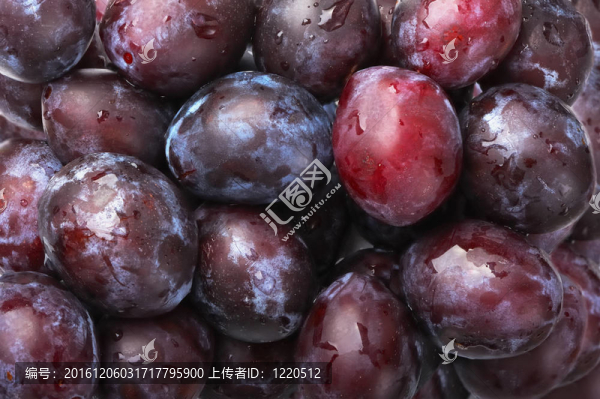 李子的果實