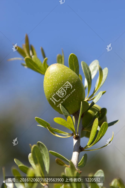 一個(gè)堅(jiān)果堅(jiān)果特寫