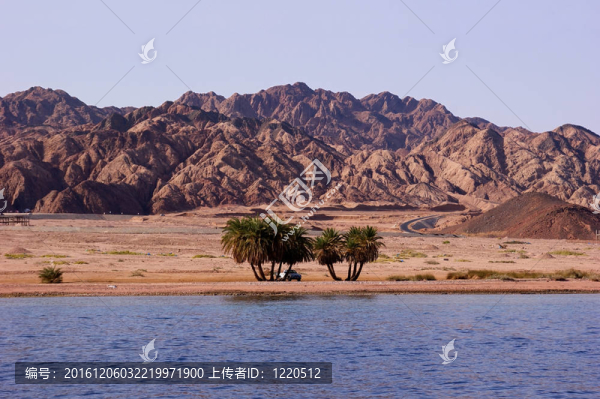 沙漠海岸綠洲