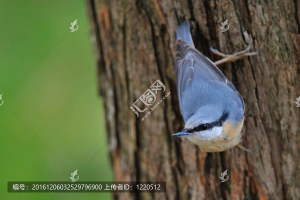 茶腹鳾