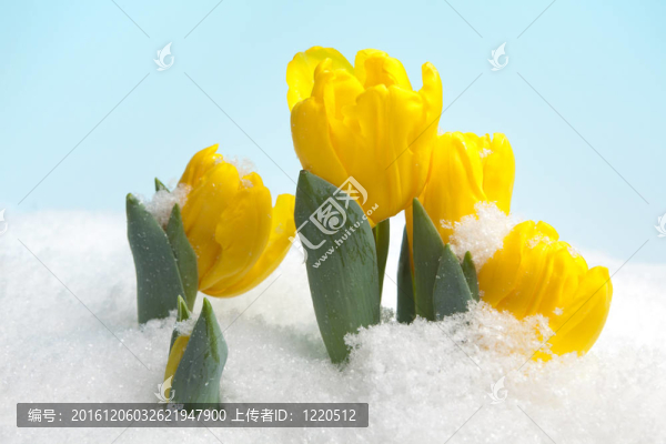 早期的鮮花和復(fù)活節(jié)彩蛋