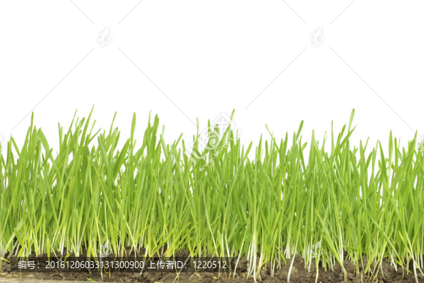 草