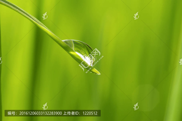 落在草地上
