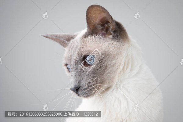 暹羅貓左側(cè)灰色