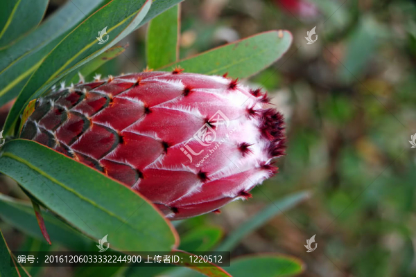 山龍眼花