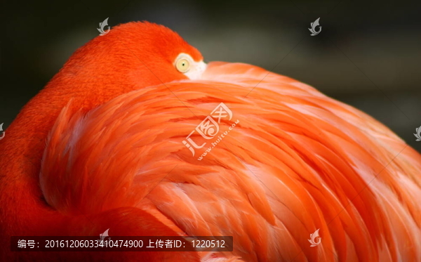 休息的火烈鳥