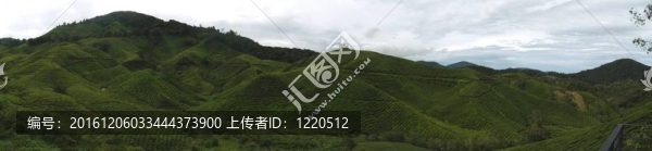 茶園