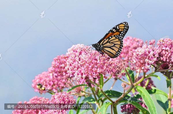 帝王蝶（Danaus,plexippus）Swamp,Milkweed,Wildflower