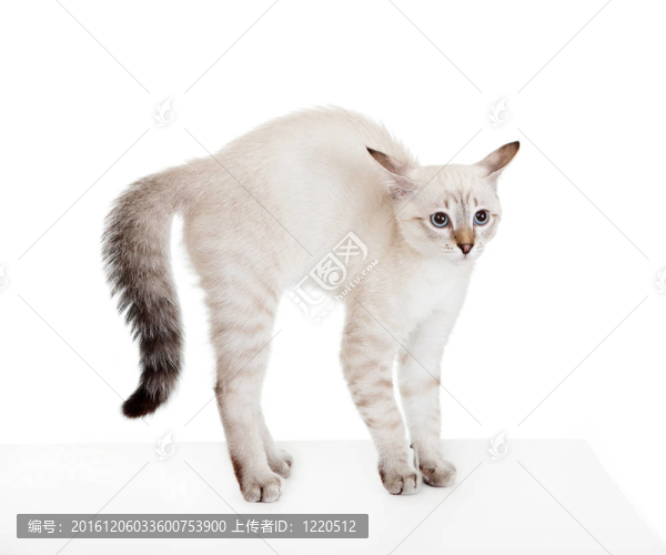嚇得小貓。