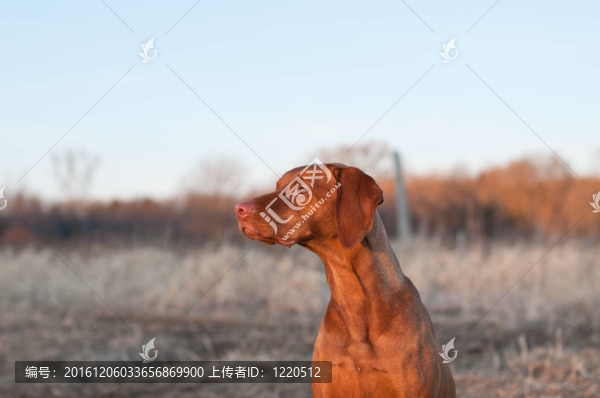 維茲拉犬的狗坐在春天