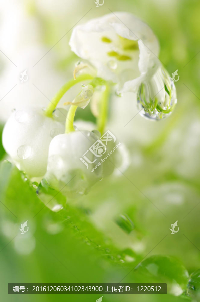 山谷的莉莉