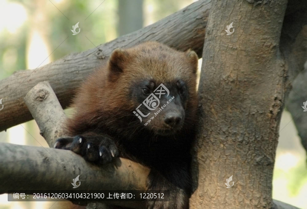 沃略日訥（顧咯谷咯）