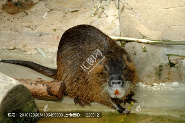 Coypu（海貍鼠）