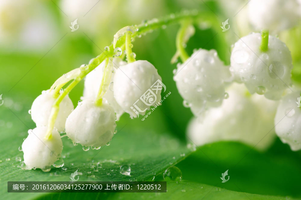 山谷的莉莉