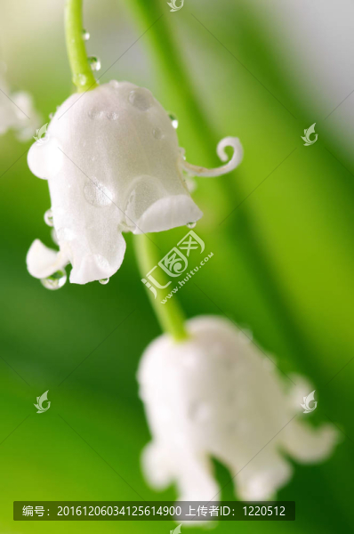 山谷的莉莉