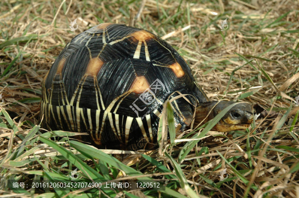 射紋龜