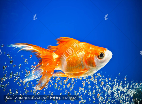 金魚