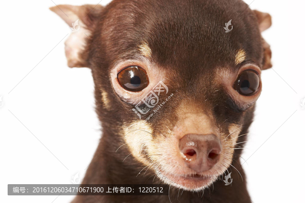 俄羅斯玩具犬