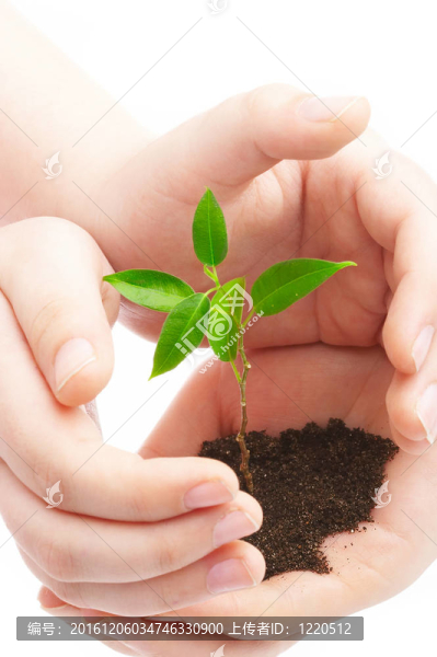 人的手和幼嫩的植物