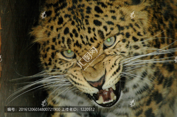 華北豹（Panthera,PAR