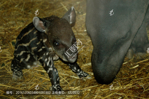 低地貘（Tapirus,terrestris）