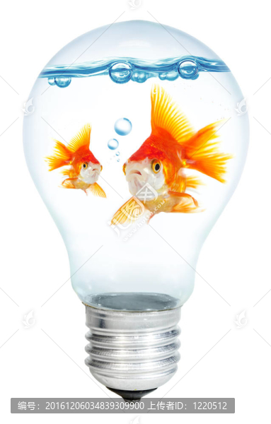 燈泡中的金小魚