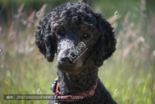 一個(gè)標(biāo)準(zhǔn)的貴賓犬海飛絲畫像