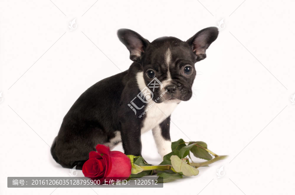 法國斗牛犬