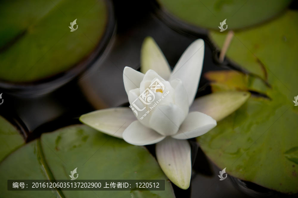 睡蓮
