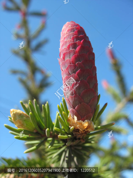 粉紅冷杉球果