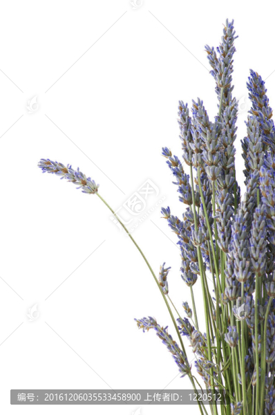 束薰衣草