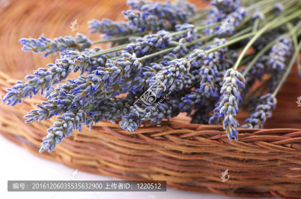 薰衣草在籃buhch