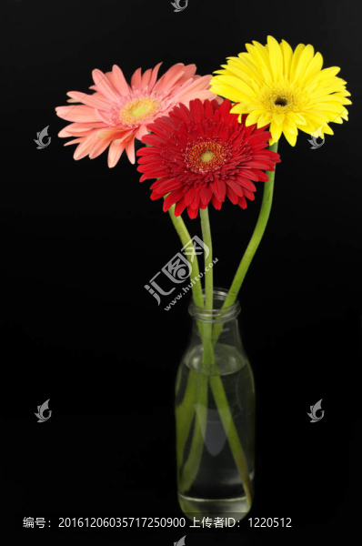 豐富多彩的非洲菊