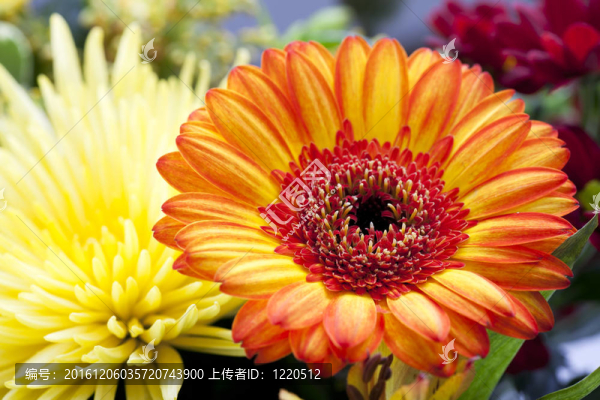 豐富多彩的雛菊
