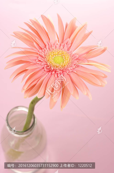 粉色非洲菊