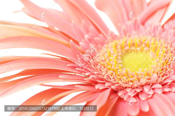 粉色非洲菊特寫