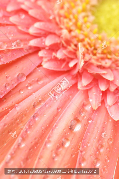 粉色非洲菊特寫