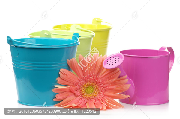 五顏六色的水桶噴壺、非洲菊；