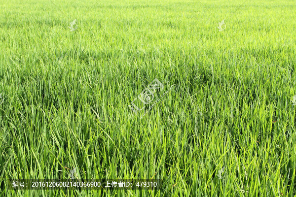 水稻田,稻田