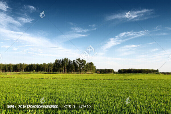 水稻田,稻田,禾苗,莊稼