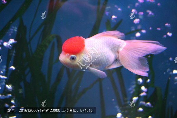 金魚