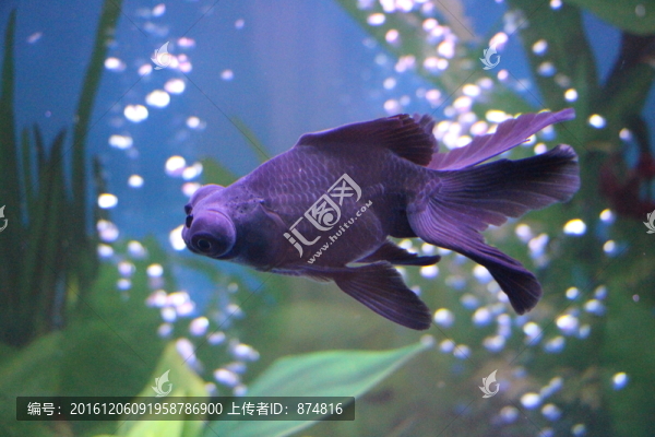 金魚