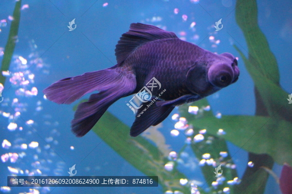 金魚