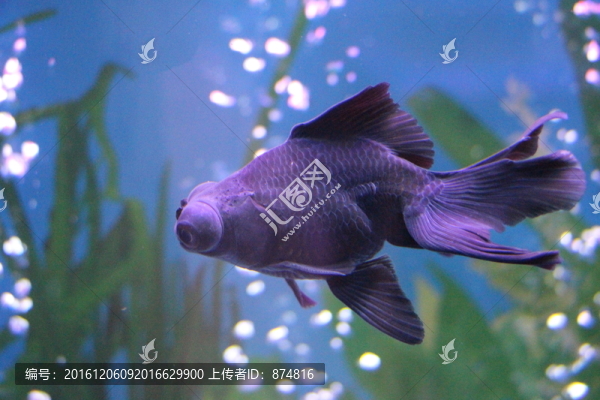 金魚